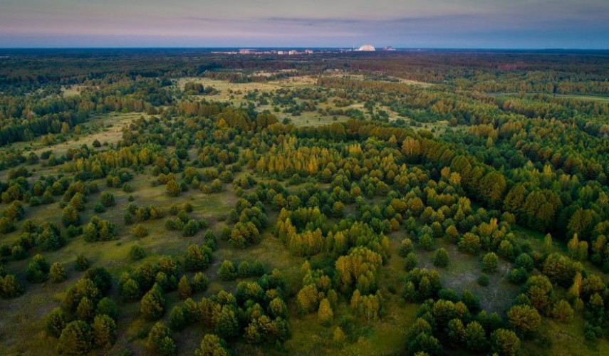 Чернобыльский заповедник