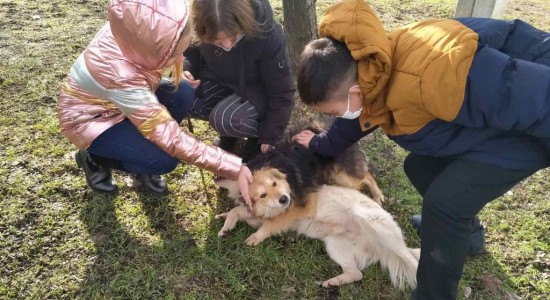 притулок для тварин_діти