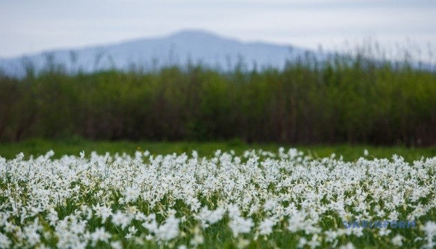 Долина нарциссов