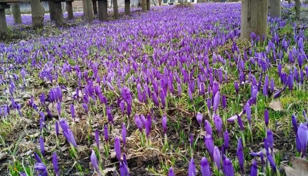 Долина шафранів у Колочаві