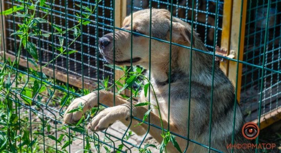 приют для животных Лучик надежды