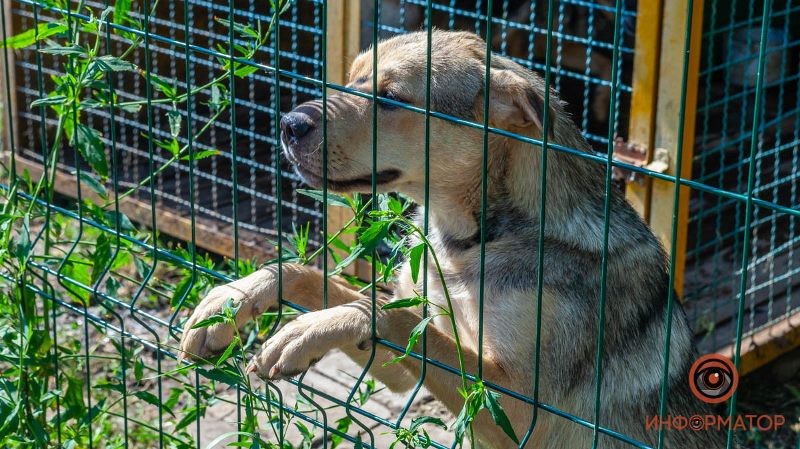 приют для животных Лучик надежды