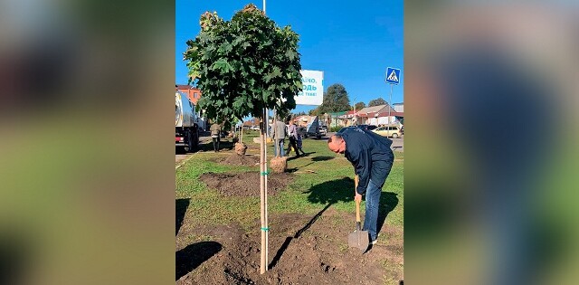 Магдалинівська громада_дерева