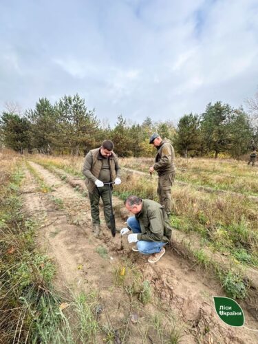 лісництво_висадка лісів