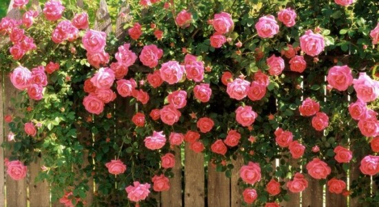 кущові троянди